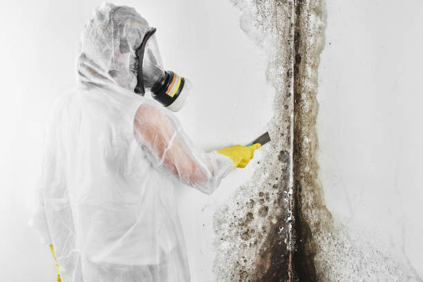 Best Mold Removal Specialists  in Alvarado, TX