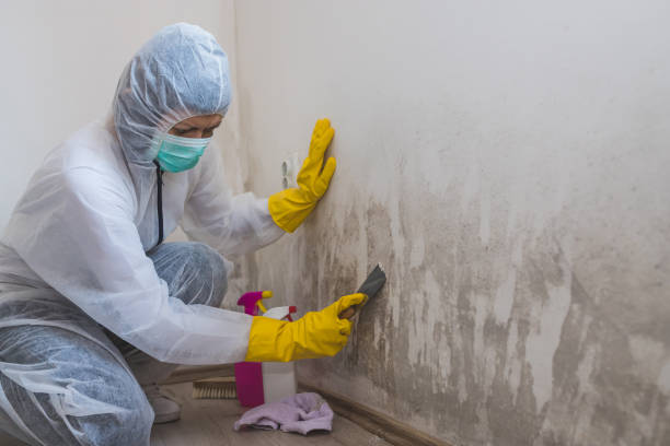 Best Affordable Mold Removal  in Alvarado, TX