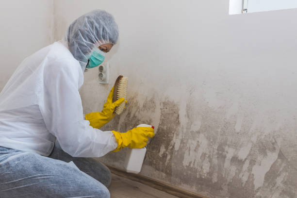 Best Mold Removal Near Me  in Alvarado, TX