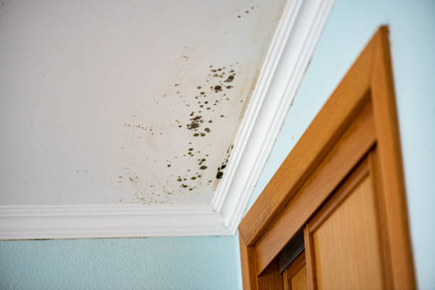 Best Office Mold Removal Services  in Alvarado, TX