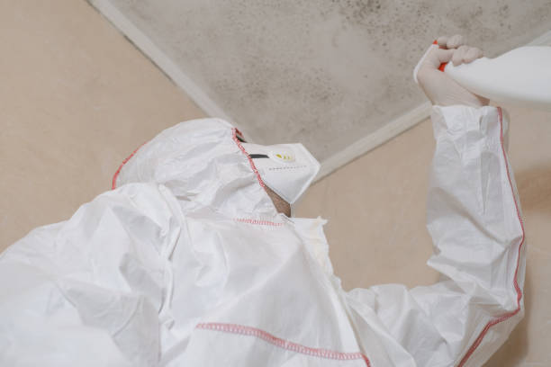 Home Mold Removal in Alvarado, TX