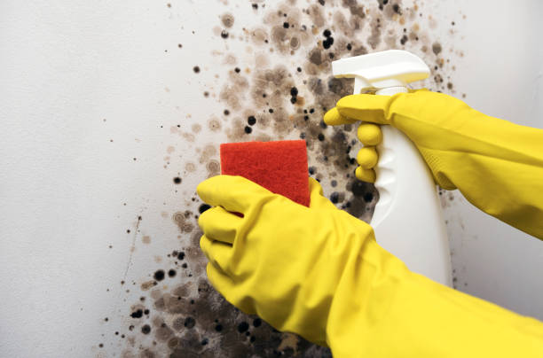 Best Residential Mold Removal  in Alvarado, TX