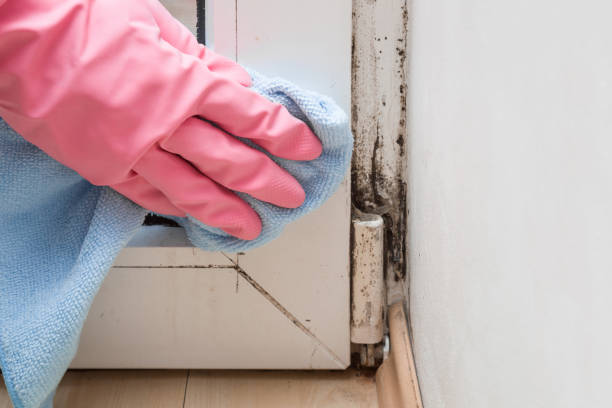 Best Commercial Mold Removal  in Alvarado, TX